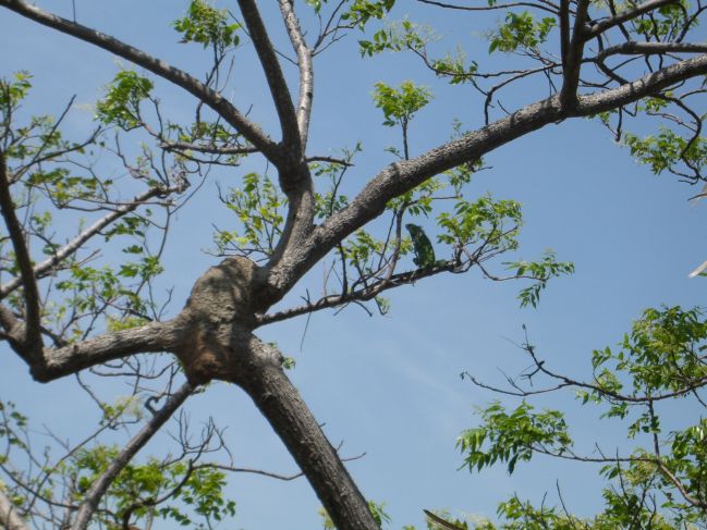  2006:11:28 11:21:37   Iguana 2 (Joanes, Ilha de Marajo).jpg